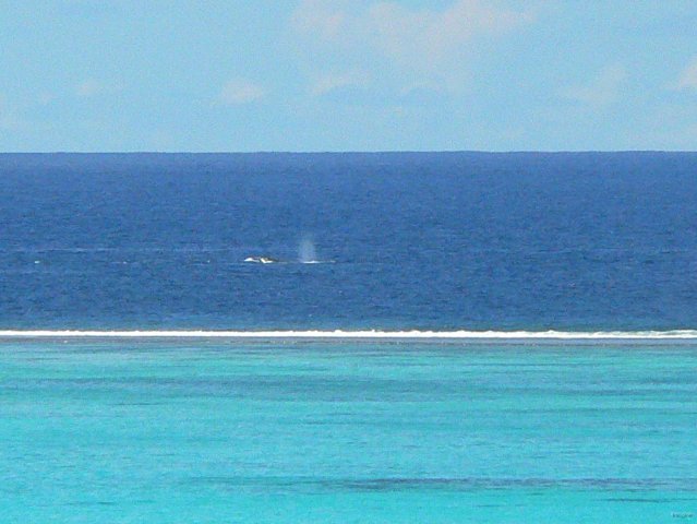 24- On apercoit des baleines longeant le lagon 
